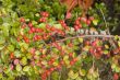 Pyracantha Berries