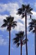 Several palms