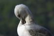 Seagull