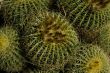 Cactuses