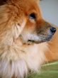 Chow Chow Breed Dog