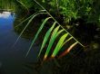 single bulrush