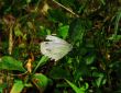 white butterfly