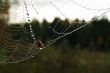 spider and midge