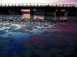 pink bridge