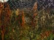 web rays