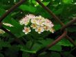 white flowers