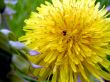 Dandelion and the ant
