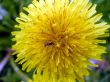 Dandelion and the ant