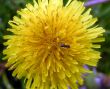 Dandelion and the ant