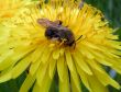 Dandelion and the bee