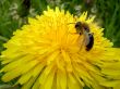 Dandelion and the bee