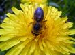 Dandelion and the bee
