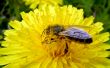 Dandelion and the bee