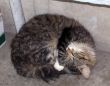 Sleeping tomcat