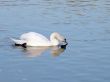 The swan