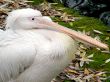 Pelican