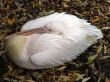 Pelican
