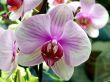 Flowering orchids
