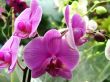 Flowering orchids