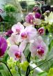 Flowering orchids