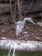 Gray heron