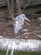 Gray heron