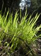 Spring grass