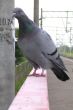 Pigeon