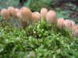 Fungus family
