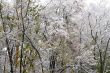 Winter came to town
