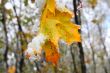 Sheet of the maple