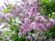 Lilac flowers