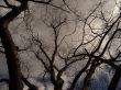 Early spring in a park