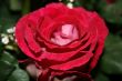 Beautiful Rose with leaves