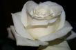Beautiful Rose with leaves