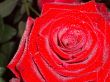Beautiful Rose with leaves
