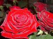 Beautiful Rose with leaves