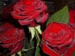 Beautiful Rose with leaves