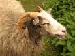 Ram in a green field