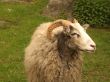 Ram in a green field