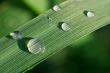 Grass