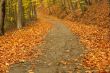 Autumn Path