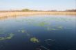 Swamp