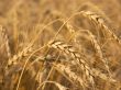 Wheat