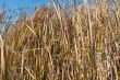 Reed