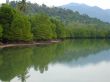 dense forest along tropical river