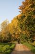 Walking through the autumn