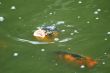 Koi in the lake