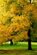 Herbstlaub